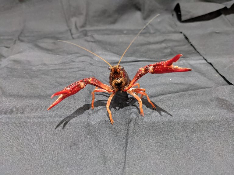 なんでも飼ってみよう!『アメリカザリガニ編』飼い方や寿命、どういった生き物かについても詳しく解説します - えんぎ株式会社 / ENGI Inc.