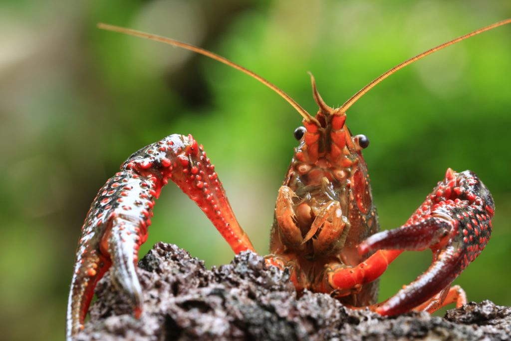 なんでも飼ってみよう アメリカザリガニ編 飼い方や寿命 どういった生き物かについても詳しく解説します えんぎ株式会社 Engi Inc