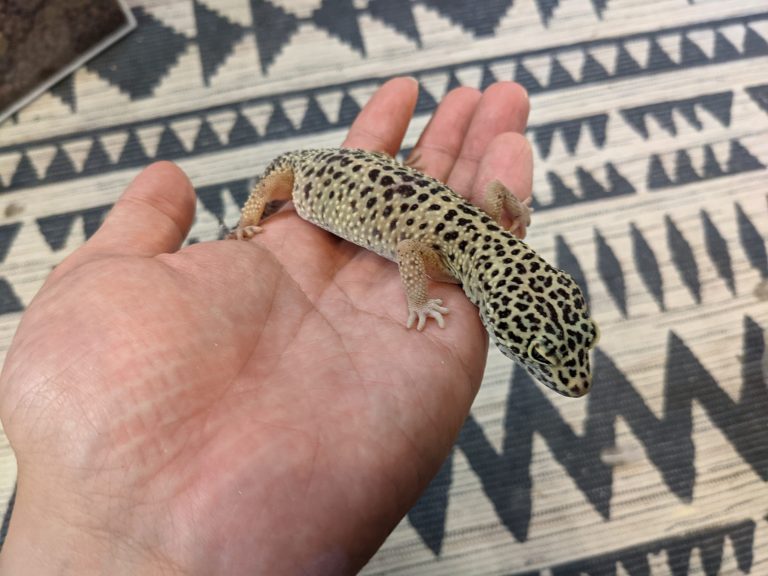 ヒョウモントカゲモドキ(レオパ)は初めて爬虫類を飼う人にもおススメ!おススメする理由や餌、飼い方、寿命などについても解説します えんぎ株式会社 / ENGI Inc. ヒョウモントカゲモドキ(レオパ)は初めて爬虫類を飼う人にもおススメ!おススメする理由や餌、飼い方、寿命などについても解説します えんぎ株式会社 / ENGI Inc.