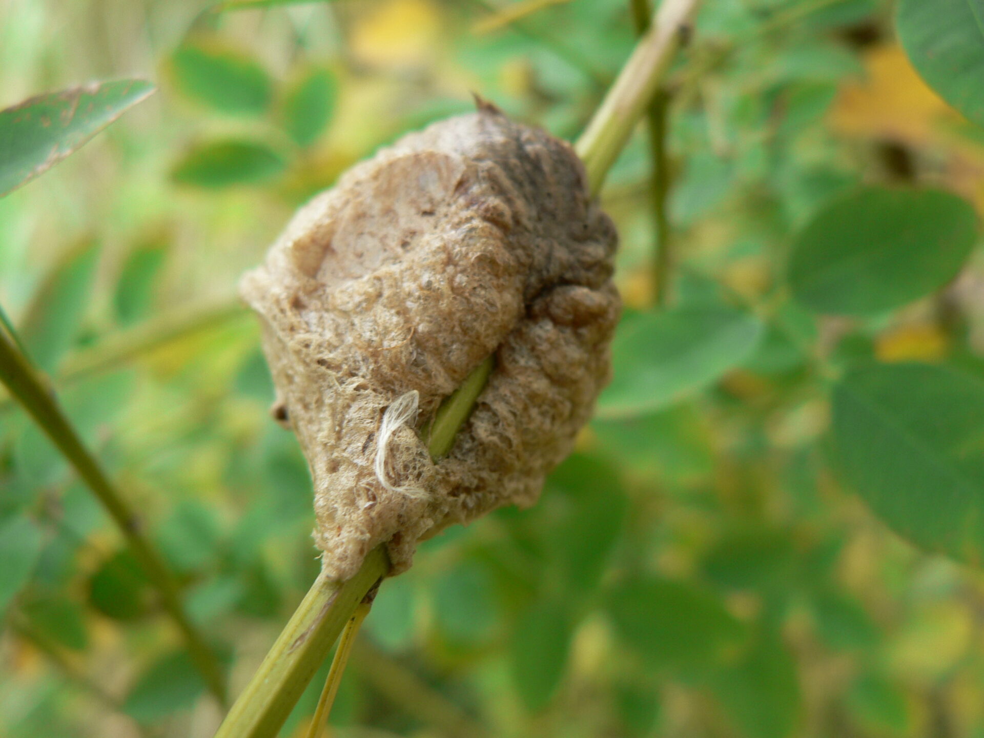 なんでも飼ってみよう アメリカザリガニ編 飼い方や寿命 どういった生き物かについても詳しく解説します えんぎ株式会社 Engi Inc なんでも飼ってみよう アメリカザリガニ編 飼い方や寿命 どういった生き物かについても詳しく解説します えんぎ株式会社 Engi Inc