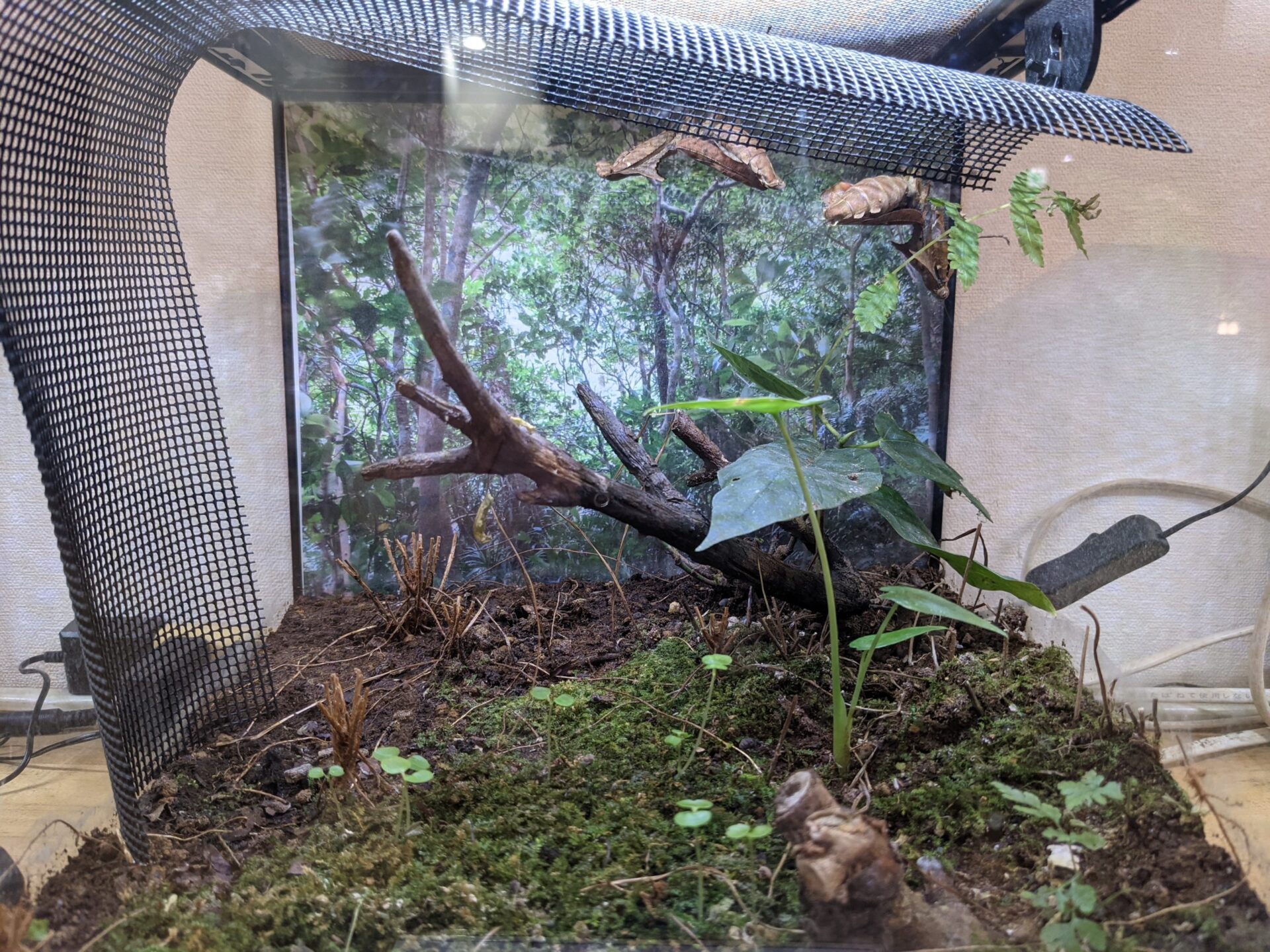 なんでも飼ってみよう アメリカザリガニ編 飼い方や寿命 どういった生き物かについても詳しく解説します えんぎ株式会社 Engi Inc